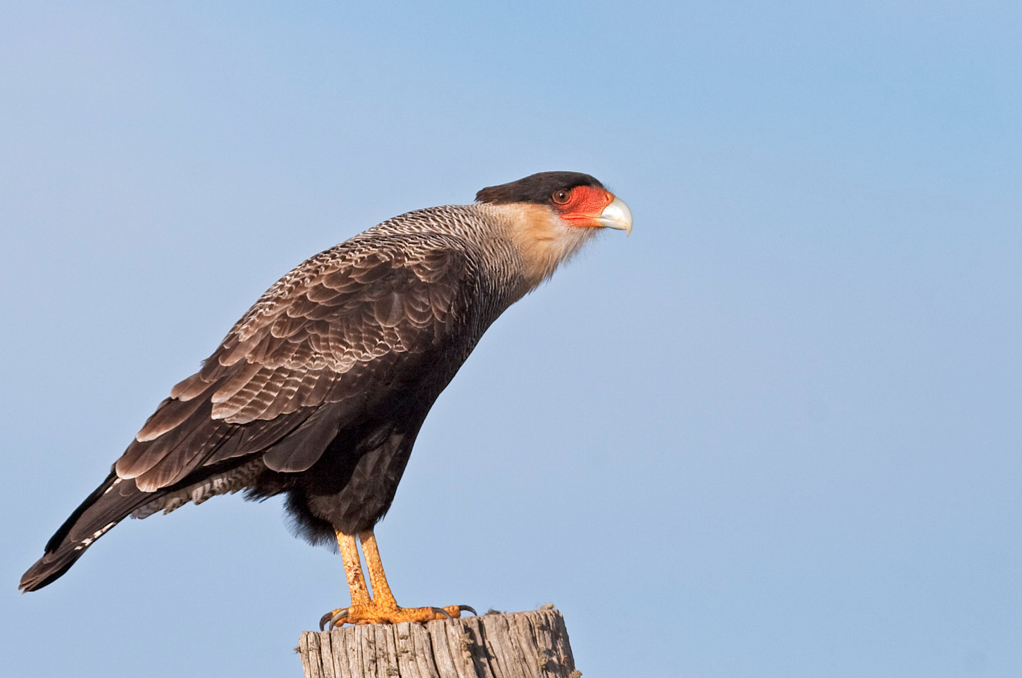 Southern-crested Caracara