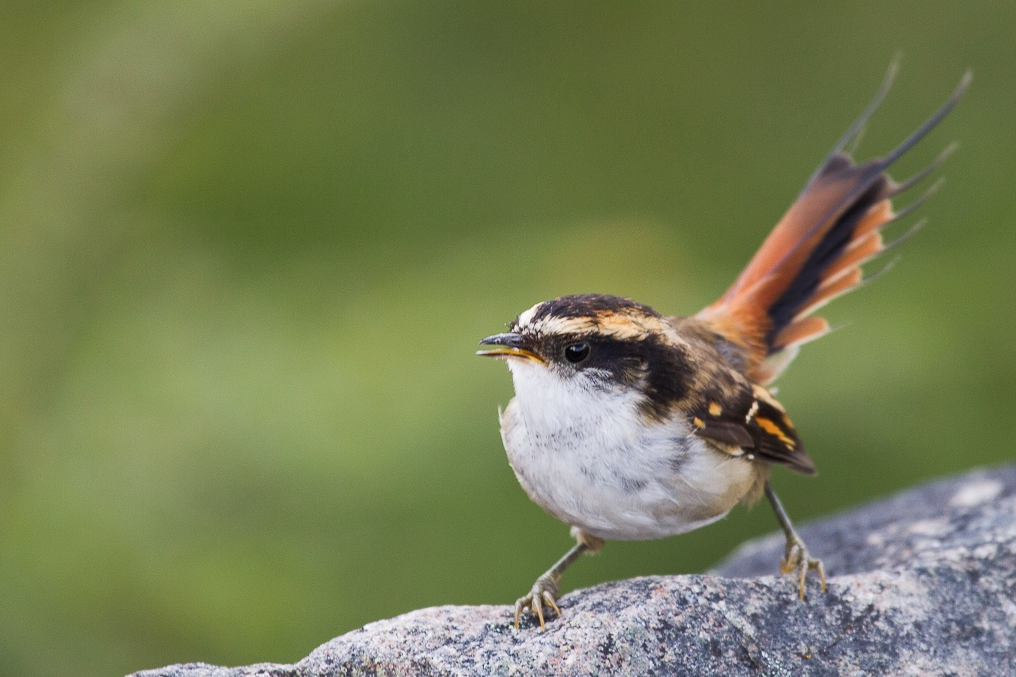 Thorn-tailed Rayadito
