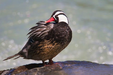 Torrent Duck
