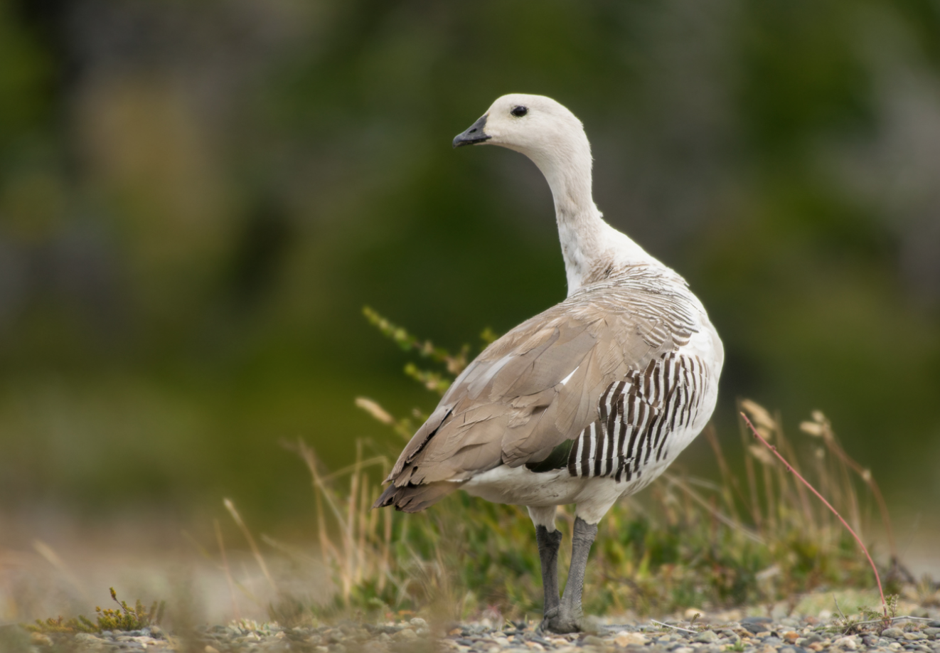 Upland Goose