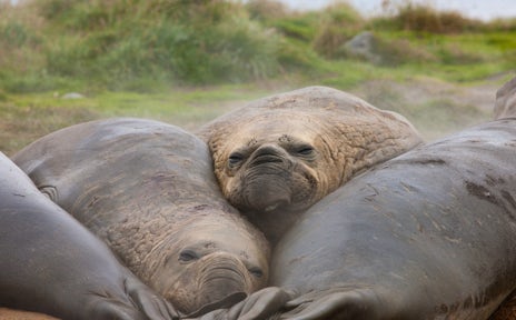 elephantseals