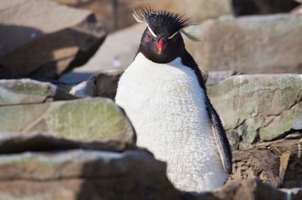 rockhopper