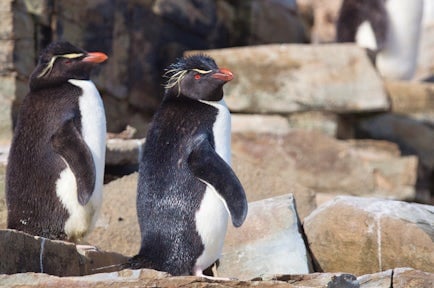 rockhopper