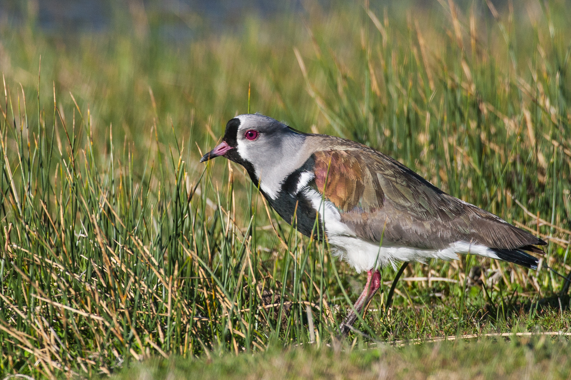 Southern-Lapwing