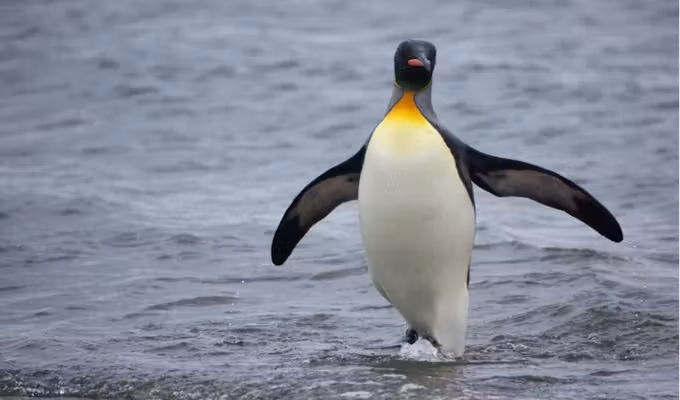 King Penguin Encounter