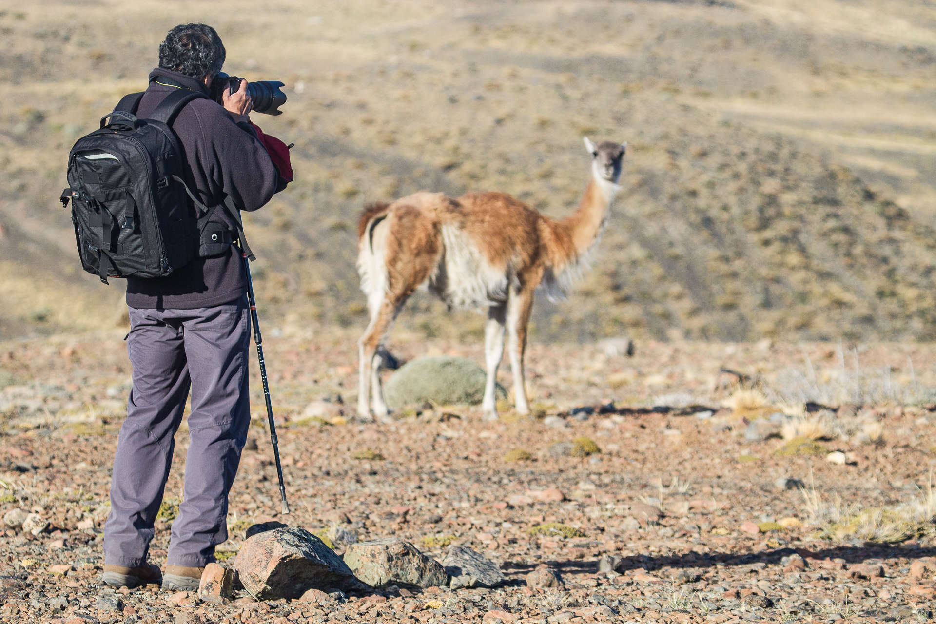 Shooting guanacos in Torres del Paine, Claudio Vidal, Patagonia, Chile