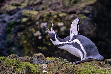 Patagonia Penguins