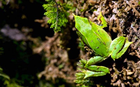 Darwin frog on the Darwin's Trail, Futangue Hotel, Patagonia, Chile