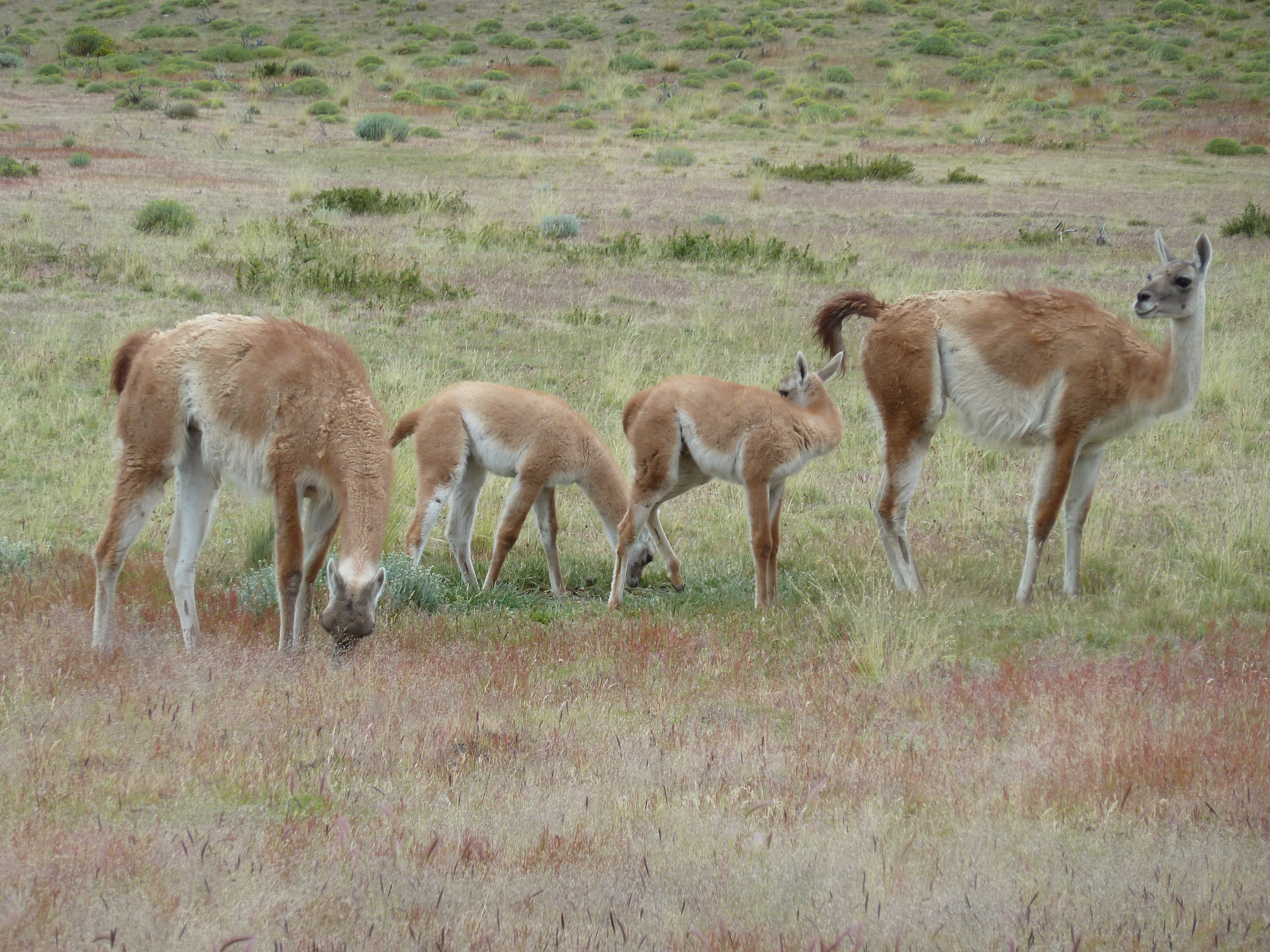 Excursions from Explora Torres del Paine