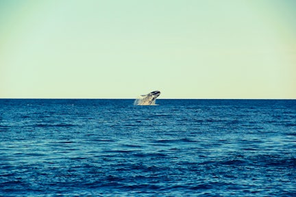 ELPEDRAL-whale