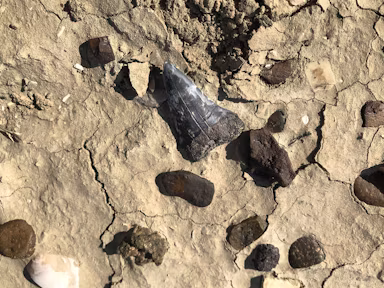 Fossils of Baguales Canyon, Patagonia, Chile