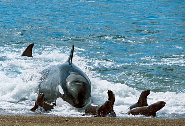 Orca beaching hunt 