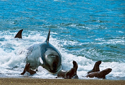 Orca beaching hunt