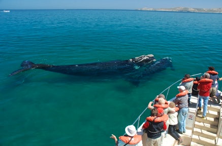 SouthernRightBackWhaleBoat
