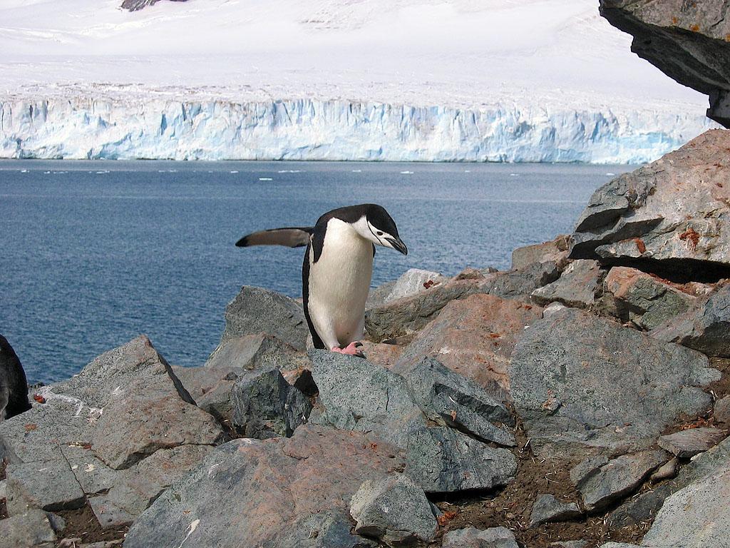 South Shetland Islands