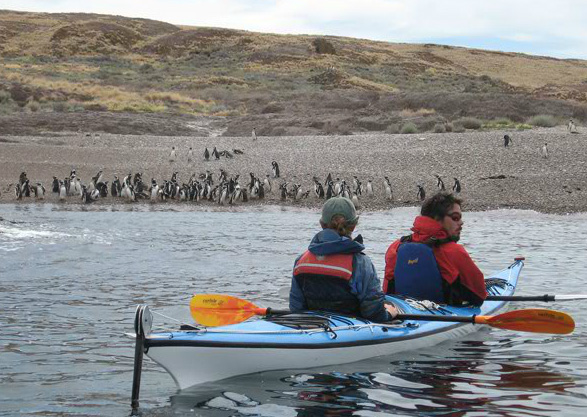 Kayaking with penguins, Peninsula Valdés, Patagonia, Argentina