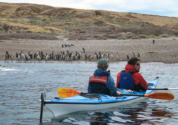 Kayaking with penguins, Peninsula Valdés, Patagonia, Argentina
