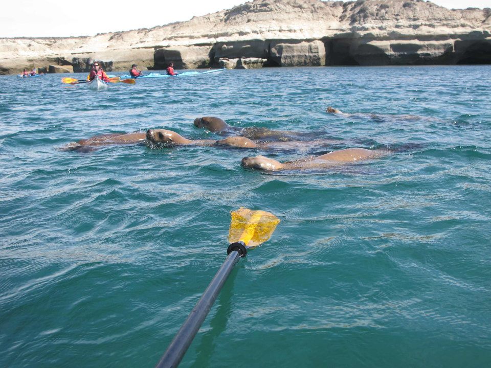 Kayaking with sea lions, Peninsula Valdés, Patagonia, Argentina
