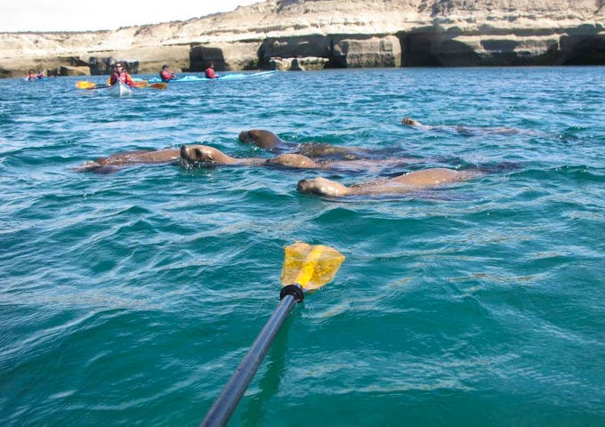 Kayaking with sea lions, Peninsula Valdés, Patagonia, Argentina
