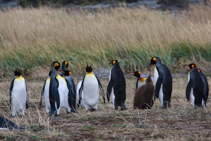 Patagonia Penguins