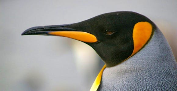 Patagonia Penguins