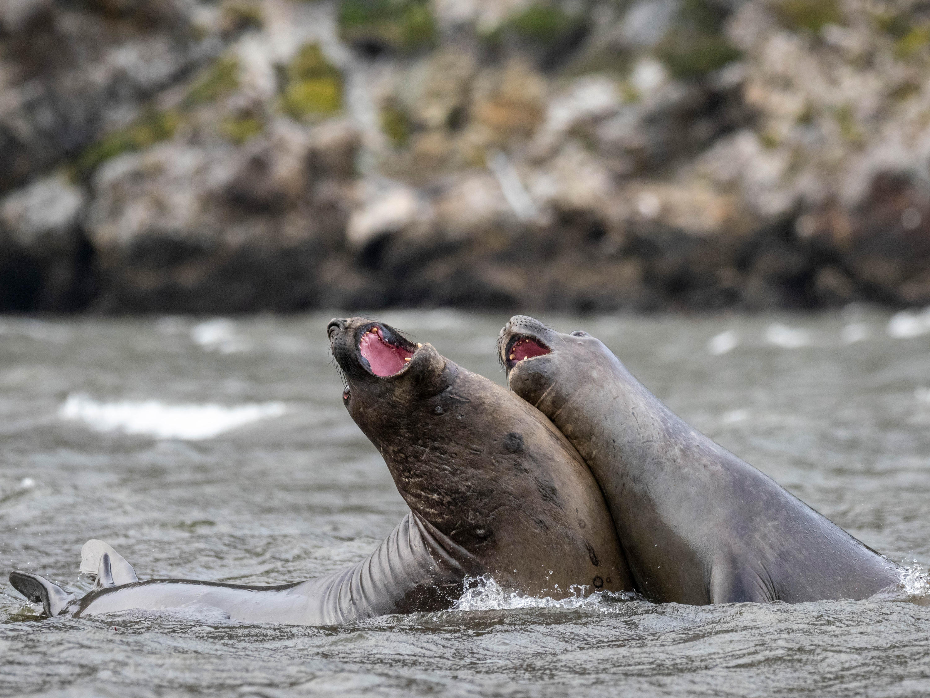 Seals at Karukinka Natural Park, Tierra del Fuego
