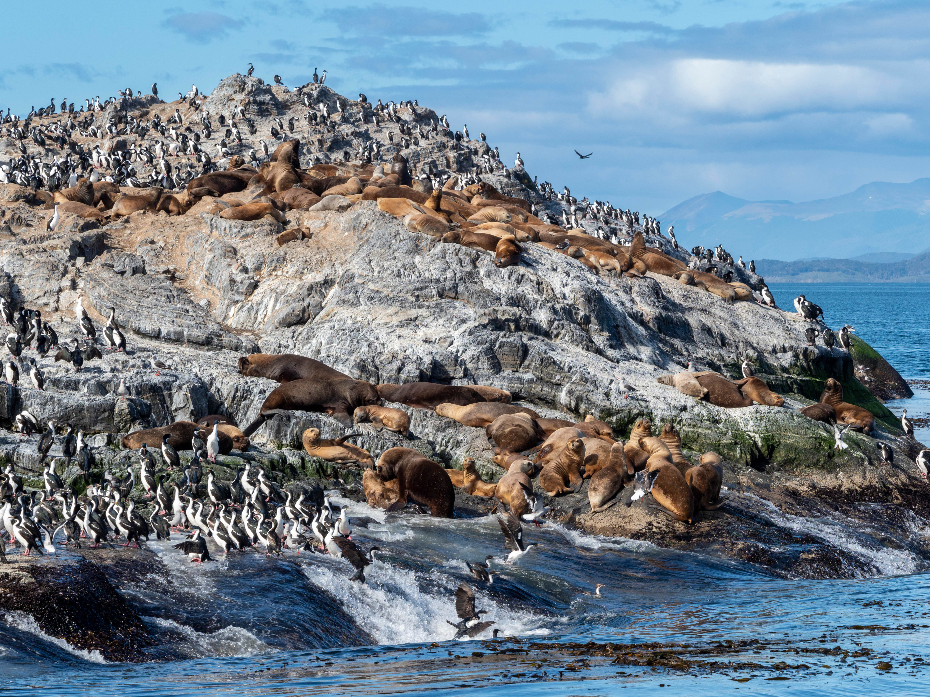 Penguins and walrus in Tierra del Fuego