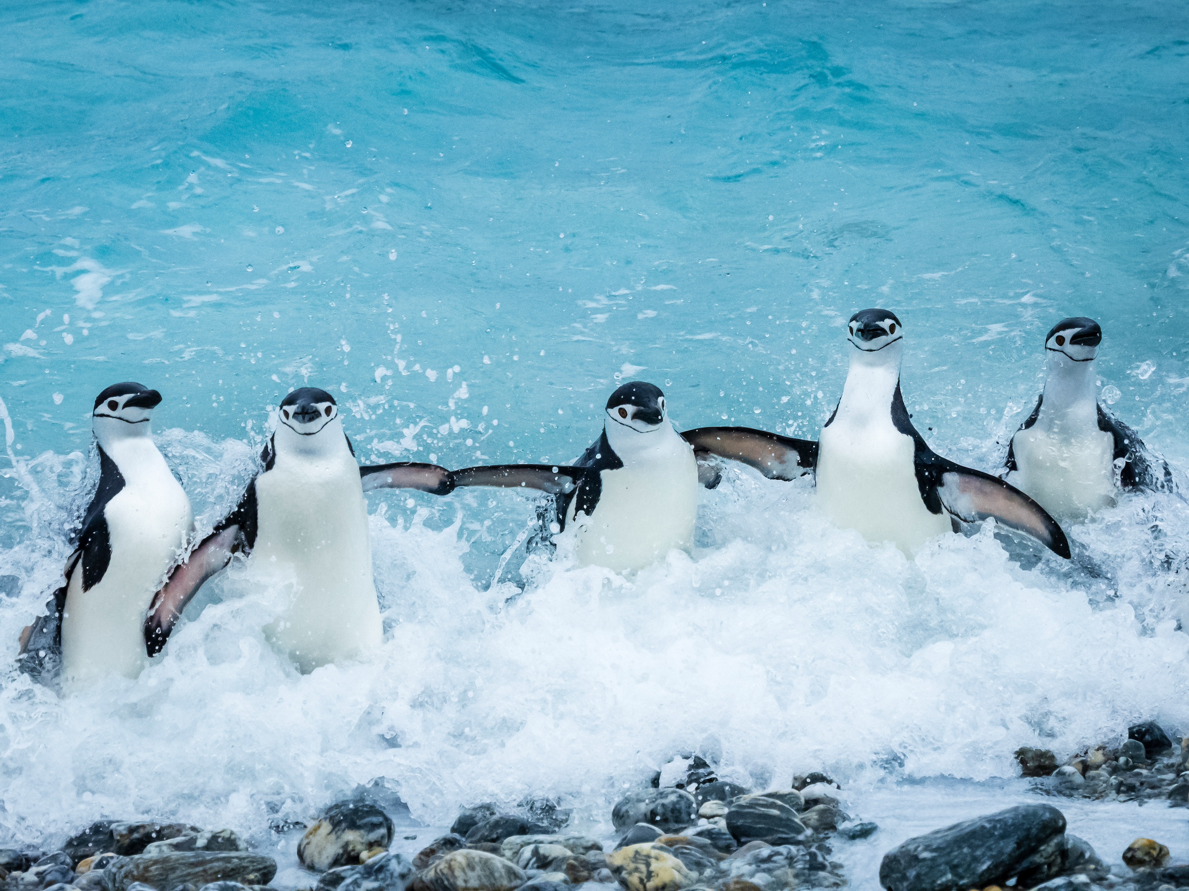 Chinstrap penguins splash in the surf