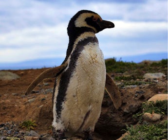 Patagonia Penguins