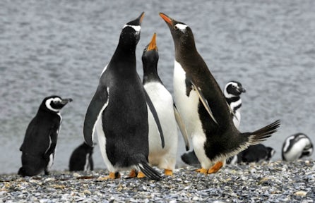 Group of penguins on Martillo Island, Patagonia