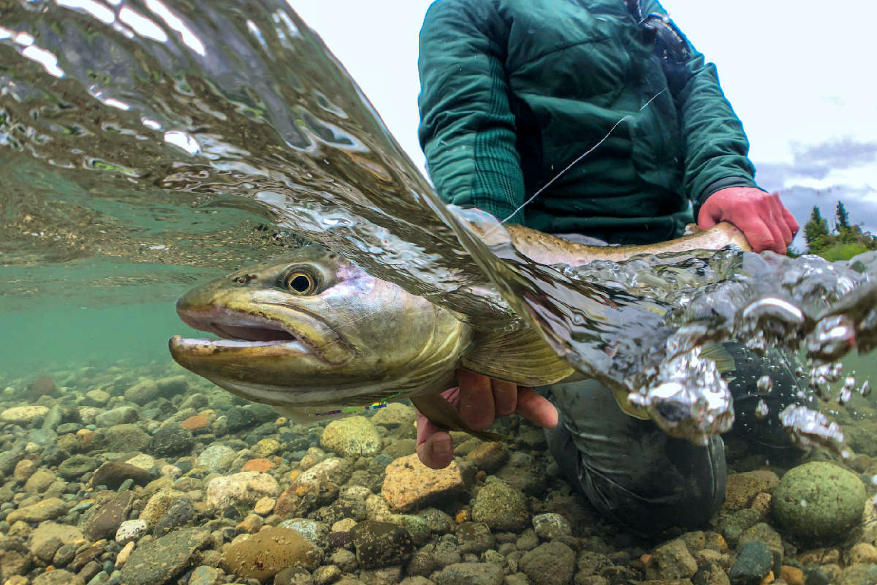 Trout being released after catch in Aysen Chile