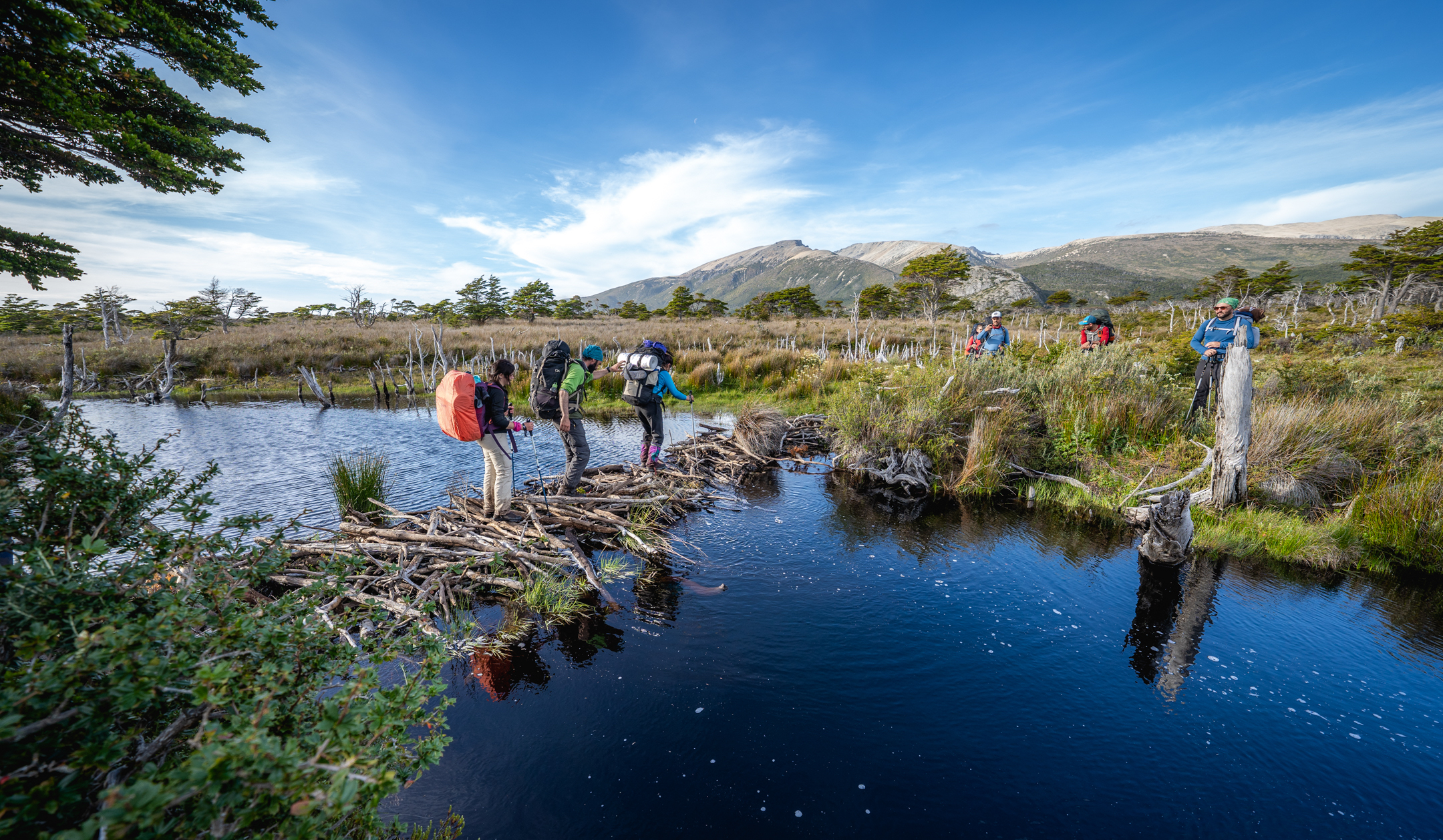 Crossing a beaver dam while hiking on the Mitre Peninsula in Tierra del Fuego
