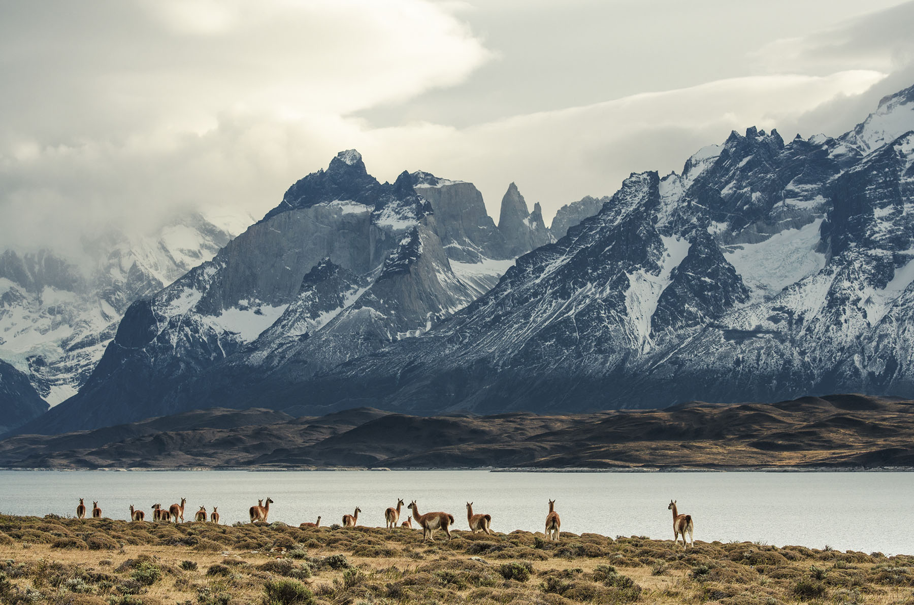 Guanacos in Torres del Paine National Park