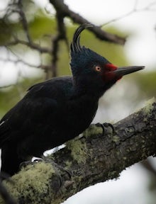 Birdwatching at Patagonia Camp