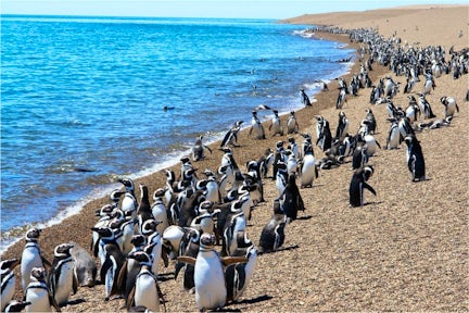Magellanic penguins on Peninsula Valdés, Patagonia, Argentina