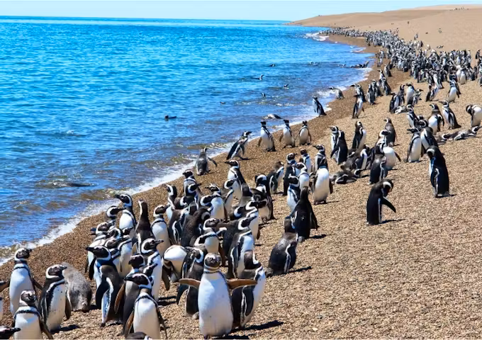 Magellanic penguins on Peninsula Valdés, Patagonia, Argentina