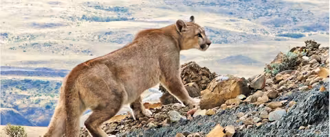 Pumas of Torres del Paine