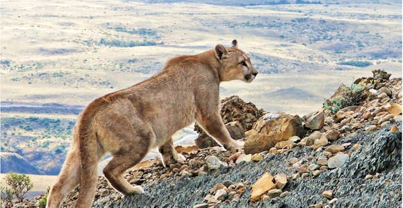 Puma in Torres del Paine, Claudio Vidal, Patagonia, Chile