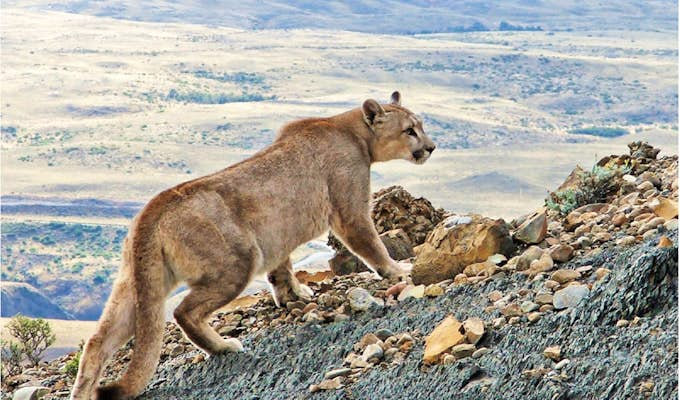 Pumas of Torres del Paine