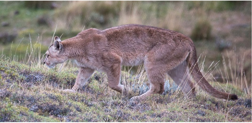 Puma in Torres del Paine, Claudio Vidal, Patagonia, Chile