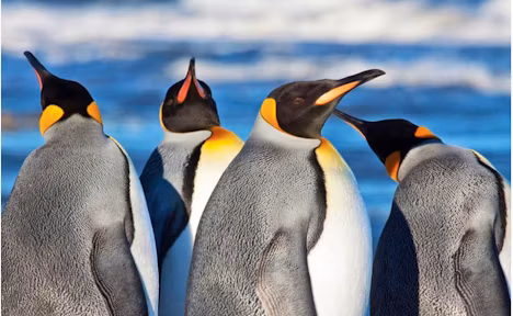 Patagonia Penguins