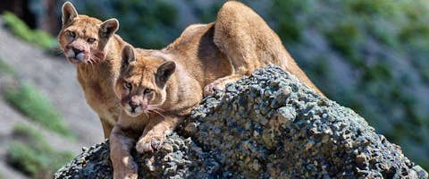 Pumas, Penguins & Whales; Wildlife Tour