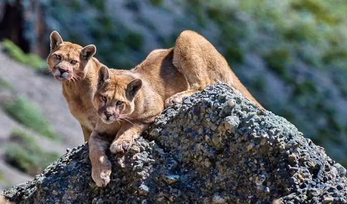 Pumas, Penguins & Whales; Wildlife Tour