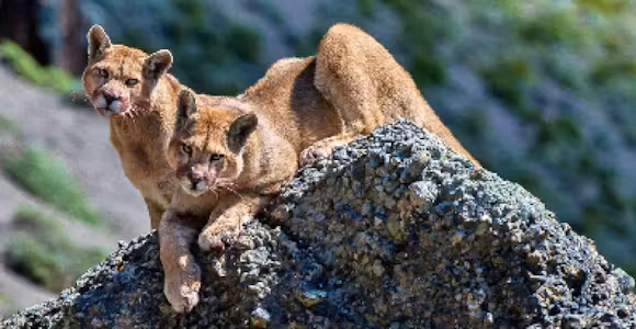 Puma Tracking in Torres del Paine