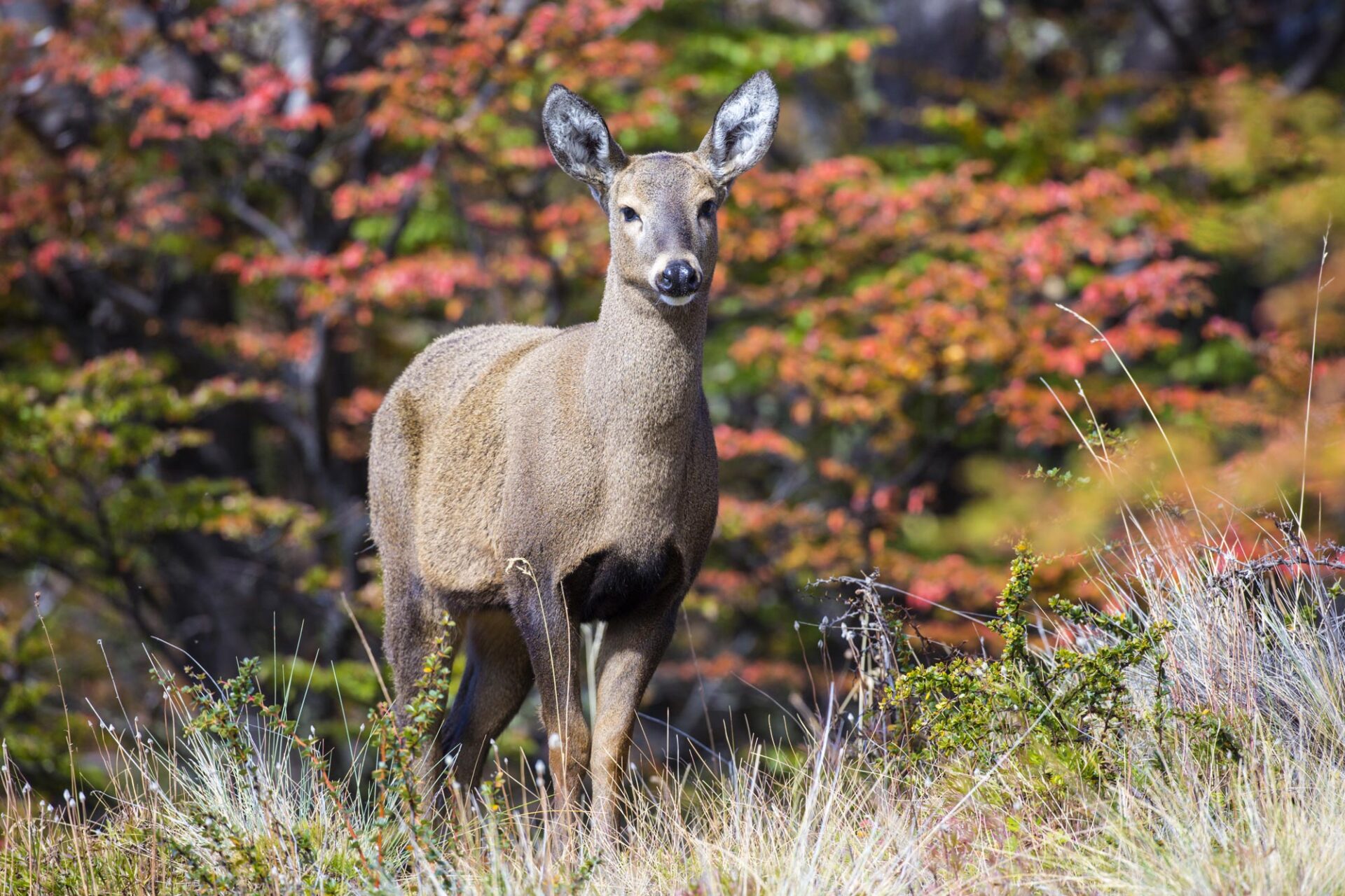 Huemul Deer
