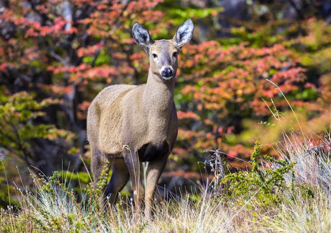 Huemul Deer
