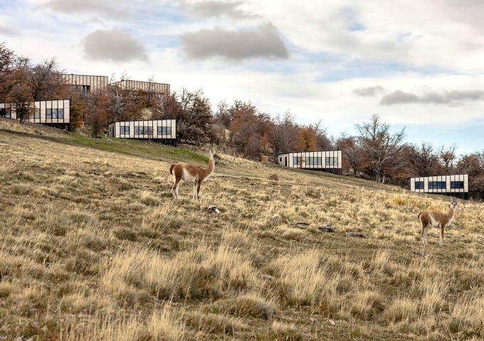 Local guanacos at Awasi Lodge, Chile