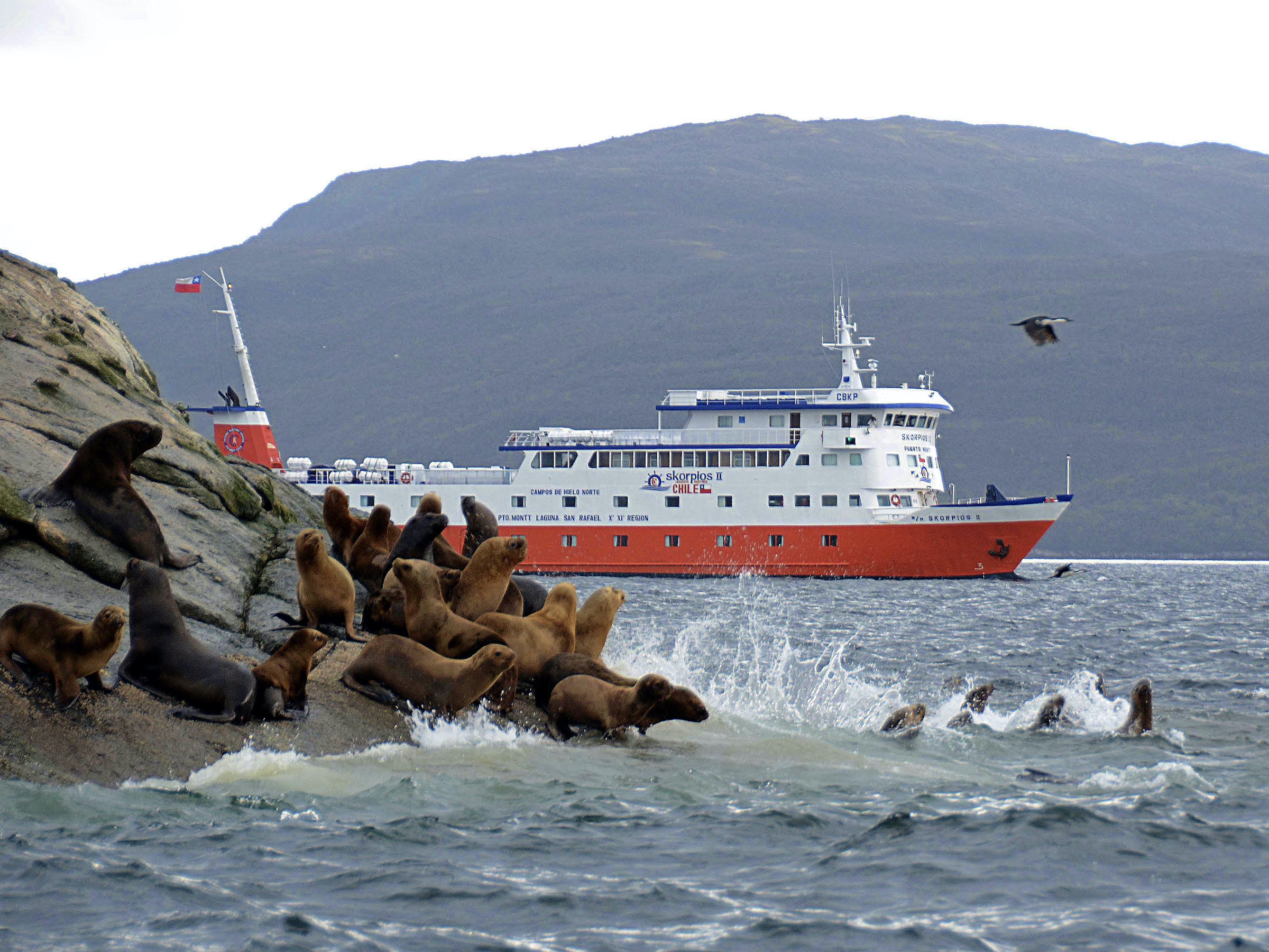 Sea lions at Islote-Barrientos in the Northern Chilean Fjords, with Skorpios II cruise ship in the background