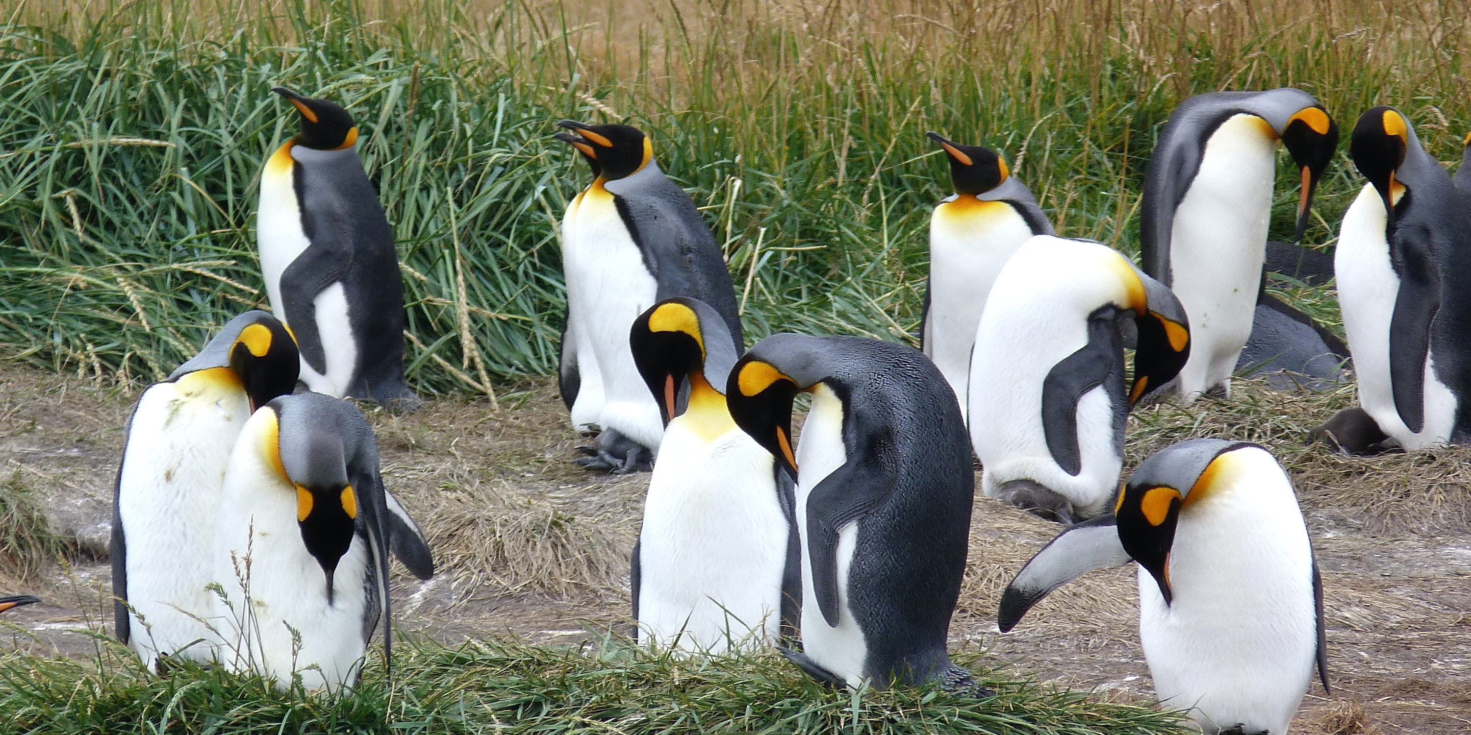 King penguins at Porvenir in Tierra del Fuego