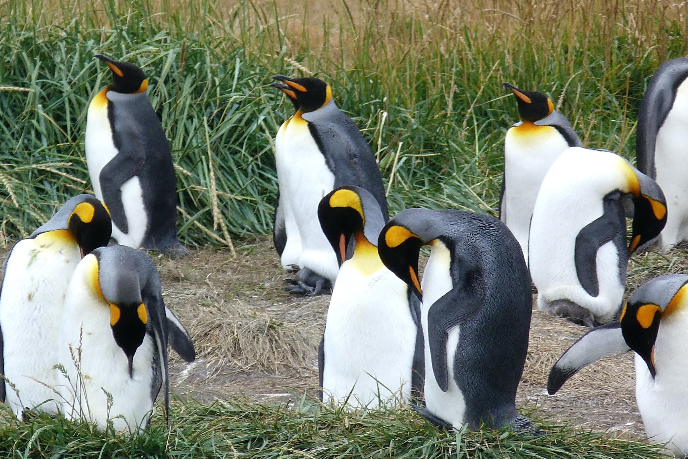 King penguins at Porvenir in Chilean Tierra del Fuego